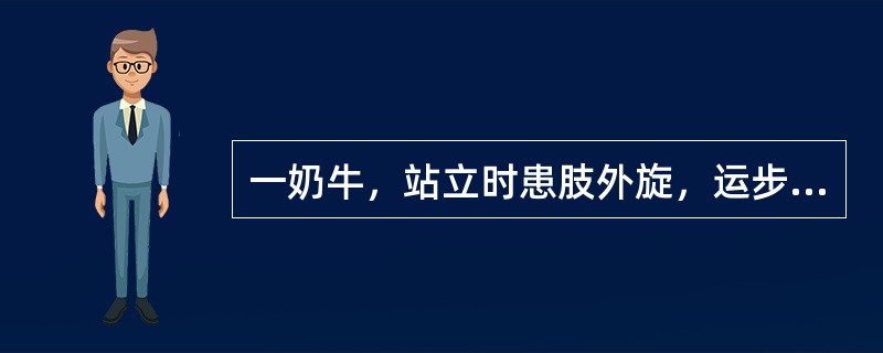 一奶牛，站立时患肢外旋，运步强拘，患肢拖曳而行，肢抬举困难，触诊发现股骨头转位同定于关节前方，大转子向前方突出，髋关节变形隆起，他动运动时可听到捻发音起立、运步均困难，患肢向后拖拉前进，表现为混合跛行