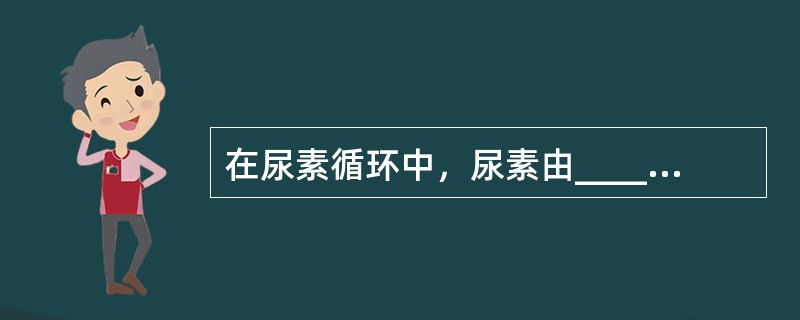 在尿素循环中，尿素由____产生（　　）。