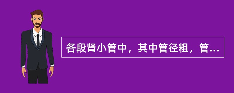 各段肾小管中，其中管径粗，管壁由锥形细胞构成，管腔小而不规则，上皮游离面有大量的刷状缘，该段肾小管为（　　）。