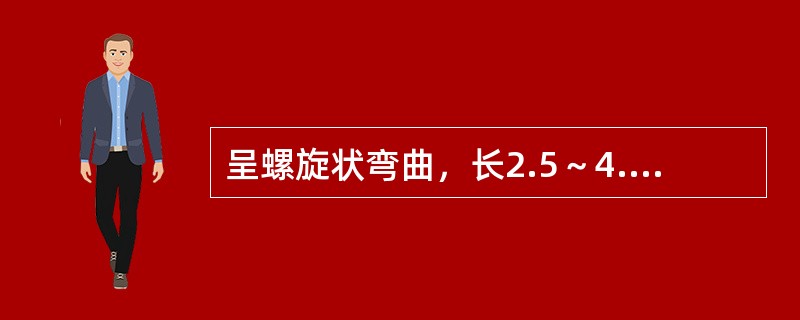 呈螺旋状弯曲，长2.5～4.0μm的是