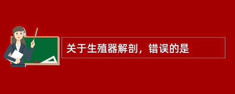 关于生殖器解剖，错误的是