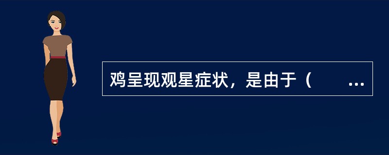 鸡呈现观星症状，是由于（　　）。