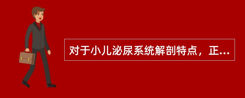 对于小儿泌尿系统解剖特点，正确的是