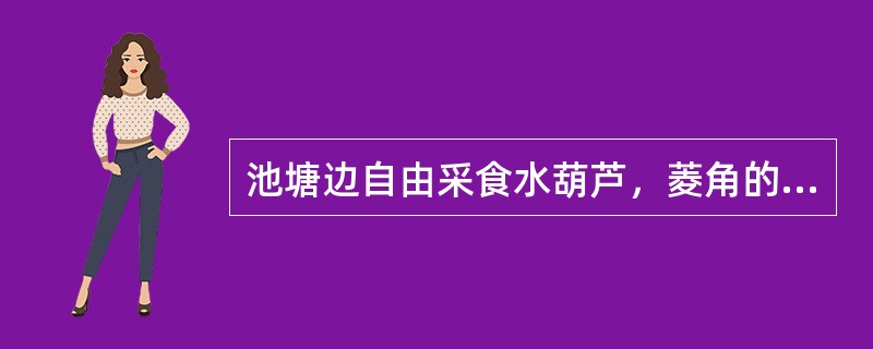 池塘边自由采食水葫芦，菱角的散养猪中，部分猪发病，主要表现为腹胀，腹痛，下痢，消瘦，贫血。最有可能感染的寄生虫是（　　）。 