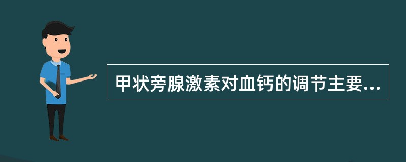 甲状旁腺激素对血钙的调节主要是通过