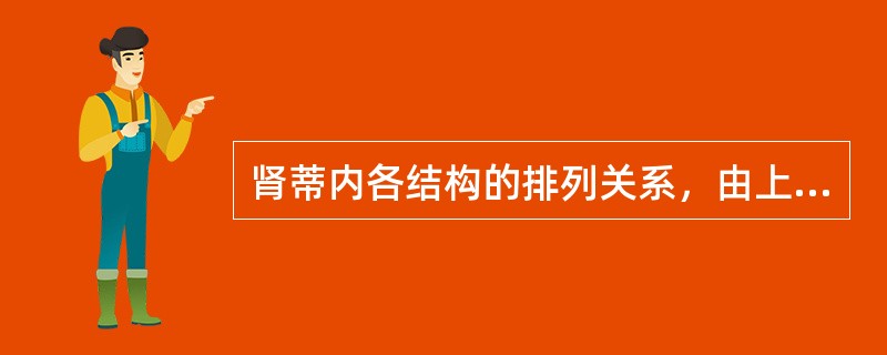 肾蒂内各结构的排列关系，由上而下为（）