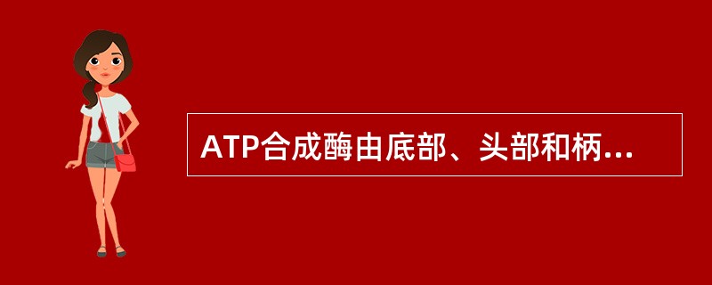 ATP合成酶由底部、头部和柄部组成，含有5个亚基（α、β、γ、δ和ε）的δ亚基可能构成质子通道。（）