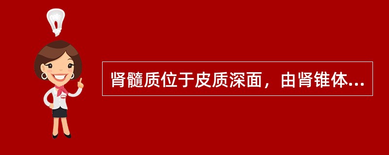 肾髓质位于皮质深面，由肾锥体和肾柱构成。（）