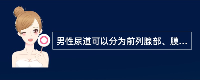 男性尿道可以分为前列腺部、膜部和球部。（）