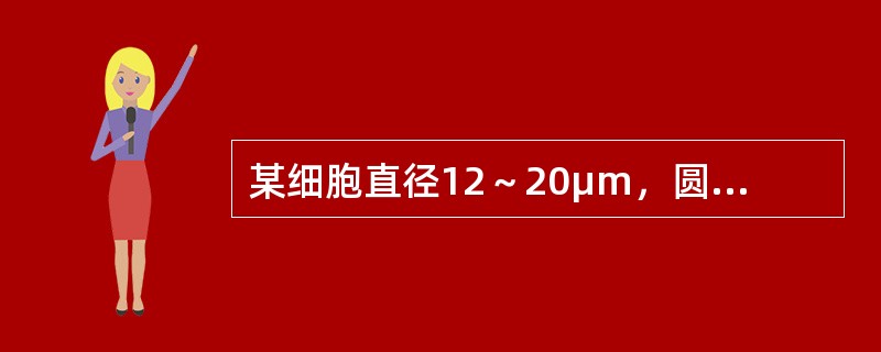 某细胞直径12～20μm，圆形或不规则，胞核不规则，核染色质疏松，核仁消失，胞质多，呈浅灰蓝色，半透明，胞质内可见细小、分布均匀的灰尘样紫红色颗粒，最可能的细胞是（）