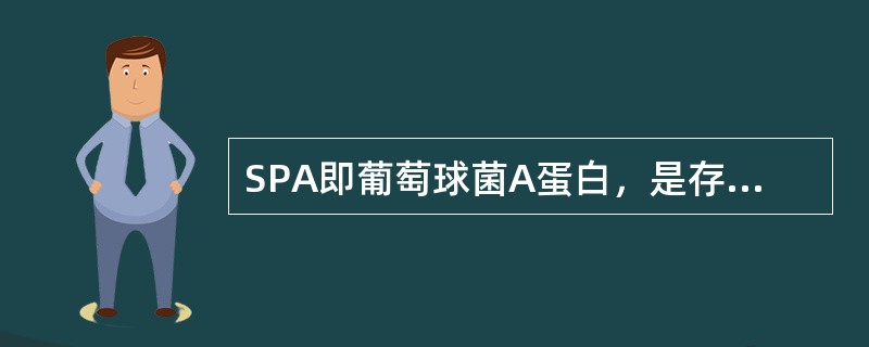 SPA即葡萄球菌A蛋白，是存在于葡萄球菌细胞壁上的一种表面蛋白，它是一种完全抗原，90％以上的金黄色葡萄球菌菌珠均具有SPA。（）