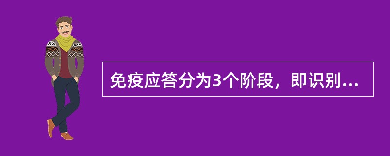 免疫应答分为3个阶段，即识别阶段，淋巴细胞活化、分化增殖阶段以及效应阶段。（）