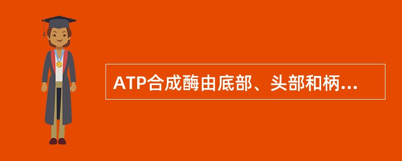 ATP合成酶由底部、头部和柄部组成，含有5个亚基（α、β、γ、δ和ε）的δ亚基可能构成质子通道。（）