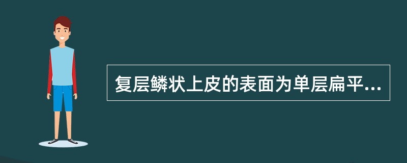 复层鳞状上皮的表面为单层扁平上皮，基底层为单层柱状上皮。（）