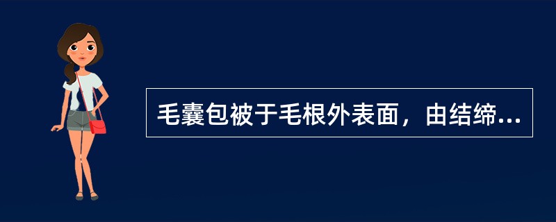 毛囊包被于毛根外表面，由结缔组织构成。（）