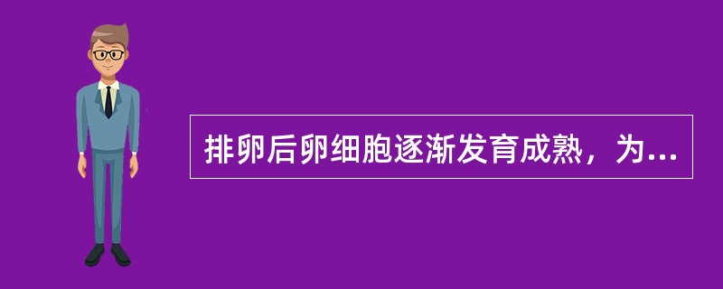 排卵后卵细胞逐渐发育成熟，为卵子受精做好准备。（）