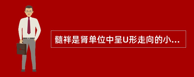 髓袢是肾单位中呈U形走向的小管，它位于髓放线内。（）