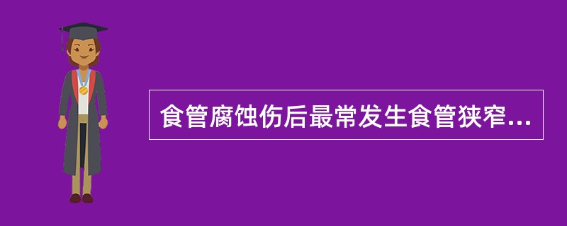 食管腐蚀伤后最常发生食管狭窄的部位是（）