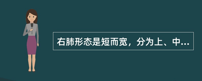 右肺形态是短而宽，分为上、中、下3叶；左肺相对狭长，分为上、下两叶。（）