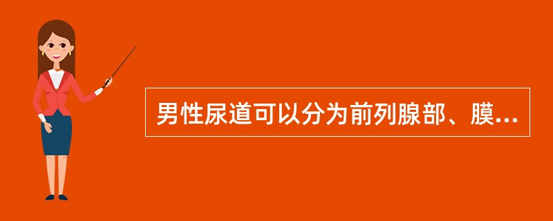 男性尿道可以分为前列腺部、膜部和球部。（）