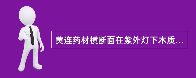 黄连药材横断面在紫外灯下木质部显