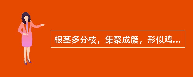 根茎多分枝，集聚成簇，形似鸡爪；单枝呈不规则结节状隆起，有"过桥"和鳞叶，断面木部金黄色，呈放射状的药材是