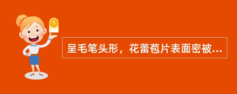 呈毛笔头形，花蕾苞片表面密被灰白色有光泽的长茸毛的药材是