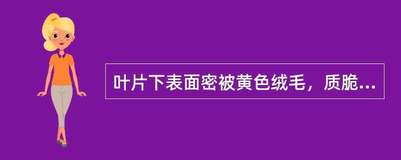 叶片下表面密被黄色绒毛，质脆的药材是