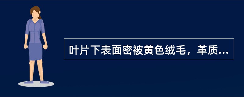 叶片下表面密被黄色绒毛，革质而脆.易折断的药材是