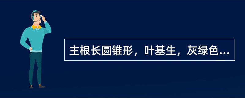 主根长圆锥形，叶基生，灰绿色，呈披针形或卵状披针形，两面有毛的药材是