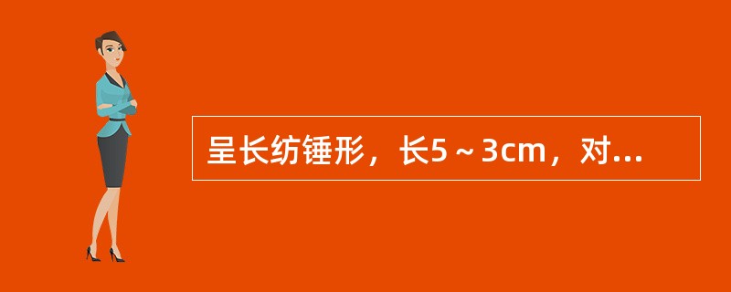 呈长纺锤形，长5～3cm，对光透视有一条不透明的木芯，味甜，微苦的药材是