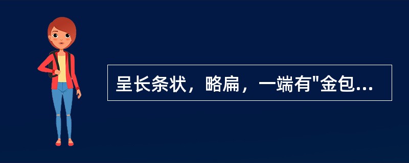 呈长条状，略扁，一端有"金包头"，味微甜，略苦带黏性的药材是