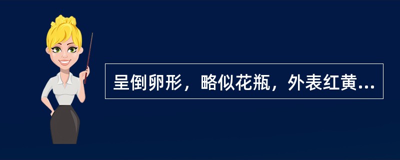 呈倒卵形，略似花瓶，外表红黄色或红棕色，全身被有突起的刺状小点，无臭，味甘酸，微涩的药材是