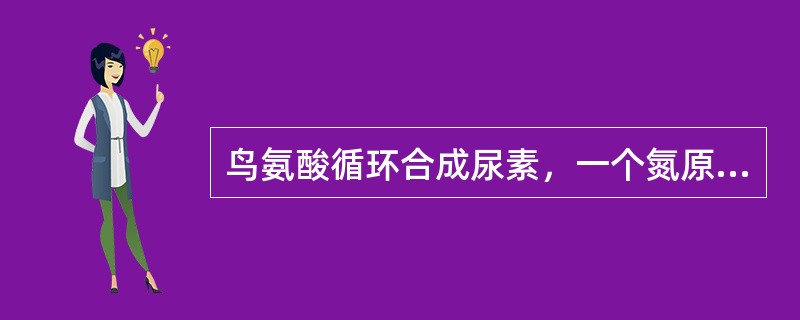 鸟氨酸循环合成尿素，一个氮原子来自NH3，另一个来自