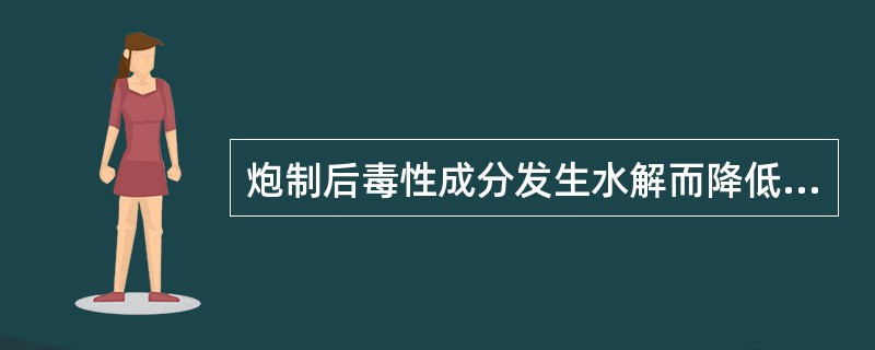 炮制后毒性成分发生水解而降低的药物是