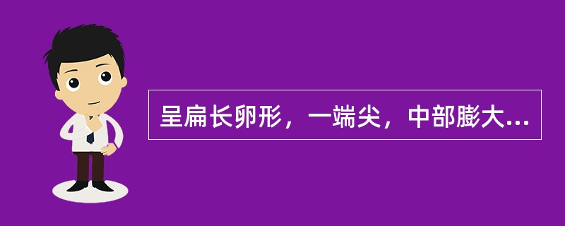 呈扁长卵形，一端尖，中部膨大，另端钝圆稍偏斜，边缘较薄的药材是