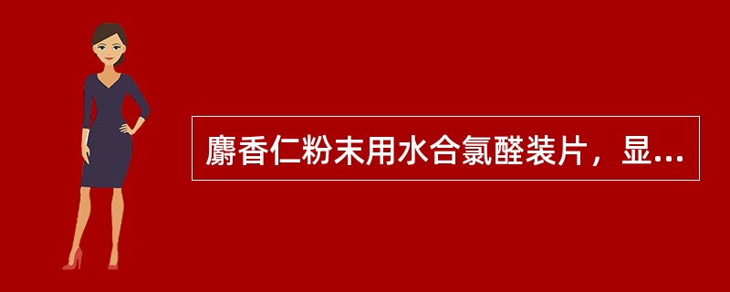 麝香仁粉末用水合氯醛装片，显微观察，可见