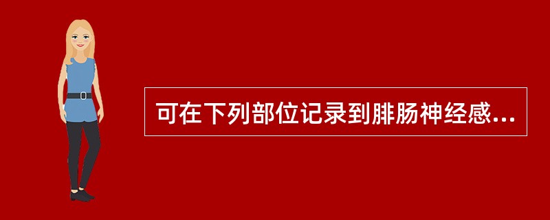 可在下列部位记录到腓肠神经感觉电位（逆向法）的是（　）。
