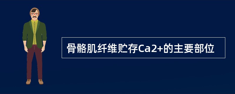 骨骼肌纤维贮存Ca2+的主要部位
