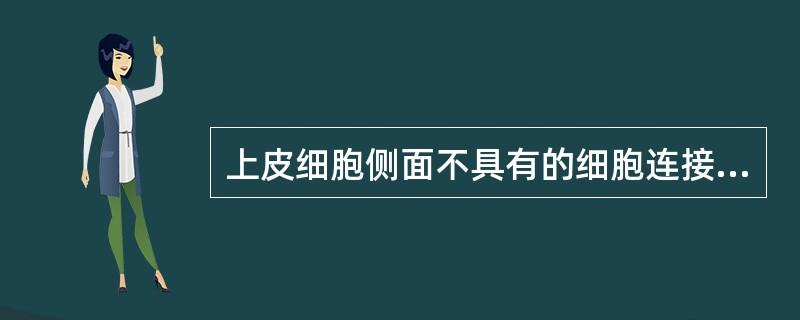 上皮细胞侧面不具有的细胞连接是（）