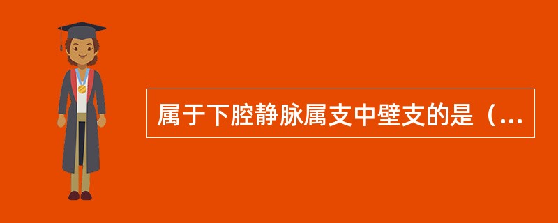 属于下腔静脉属支中壁支的是（　　）。