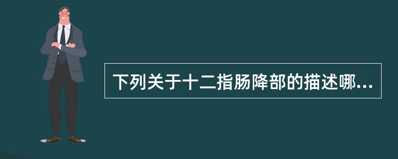 下列关于十二指肠降部的描述哪项正确？（　　）