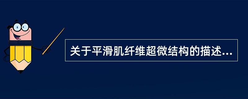 关于平滑肌纤维超微结构的描述，不正确的是（　　）。