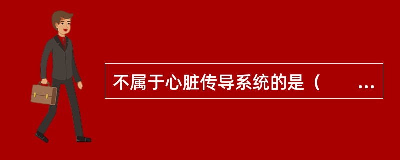 不属于心脏传导系统的是（　　）。