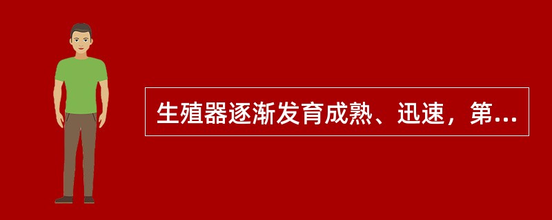 生殖器逐渐发育成熟、迅速，第二性征形成（　　）。