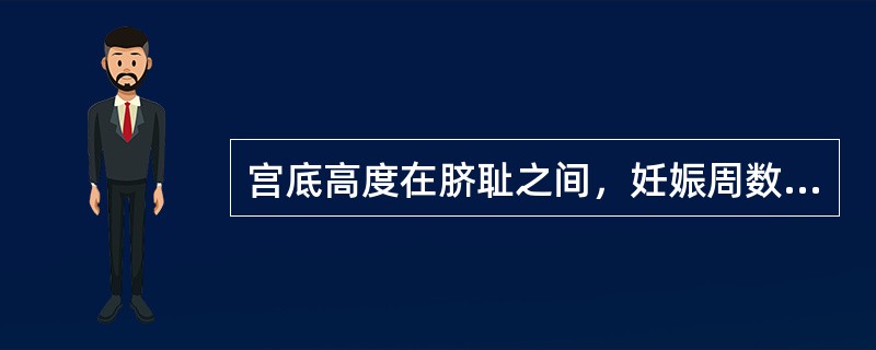 宫底高度在脐耻之间，妊娠周数应是（　　）。