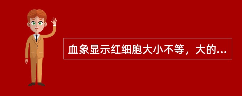 血象显示红细胞大小不等，大的偏多，中央淡染区不明显见于（　　）。