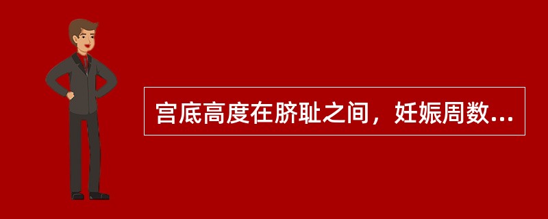 宫底高度在脐耻之间，妊娠周数应是（　　）。