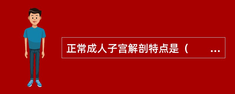 正常成人子宫解剖特点是（　　）。