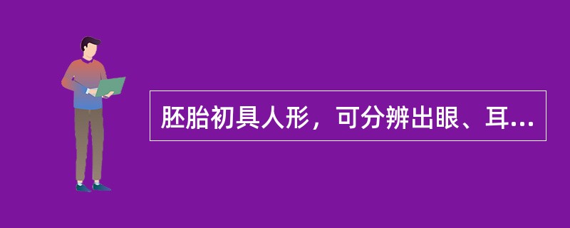 胚胎初具人形，可分辨出眼、耳、鼻、口，是